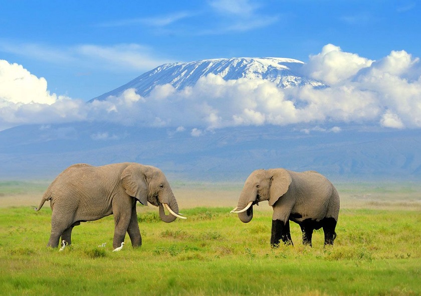 amboseli2