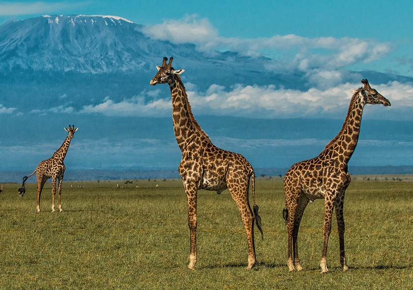 amboseli3