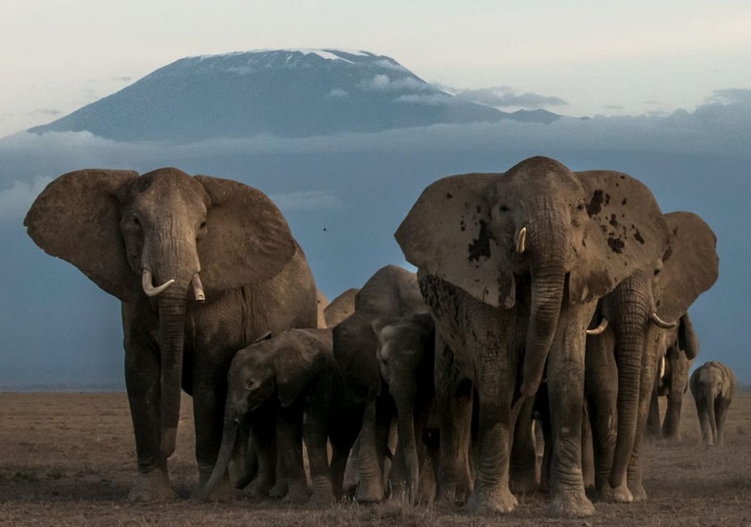 amboseli4