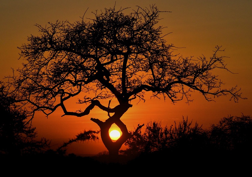 amboseli7