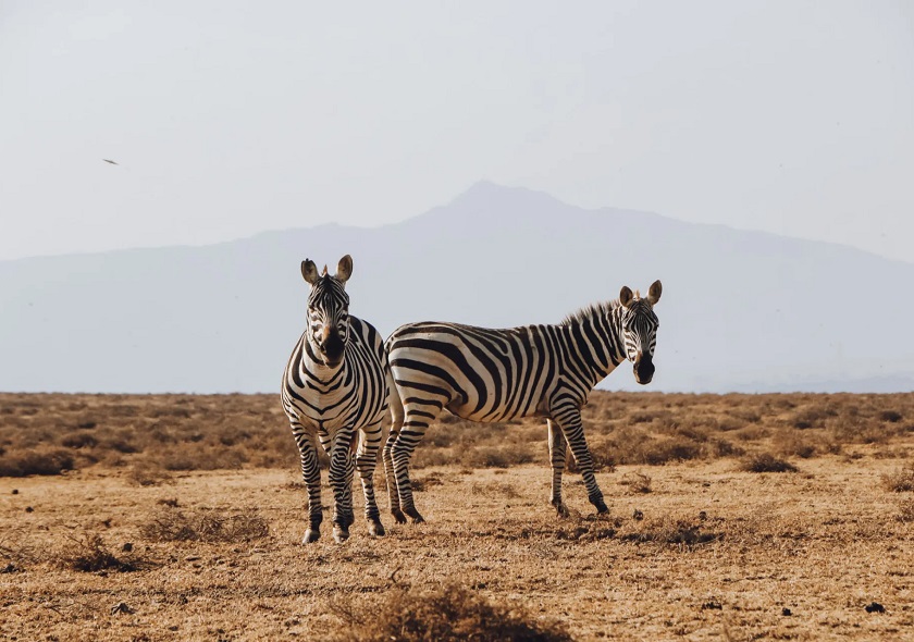 naivasha7