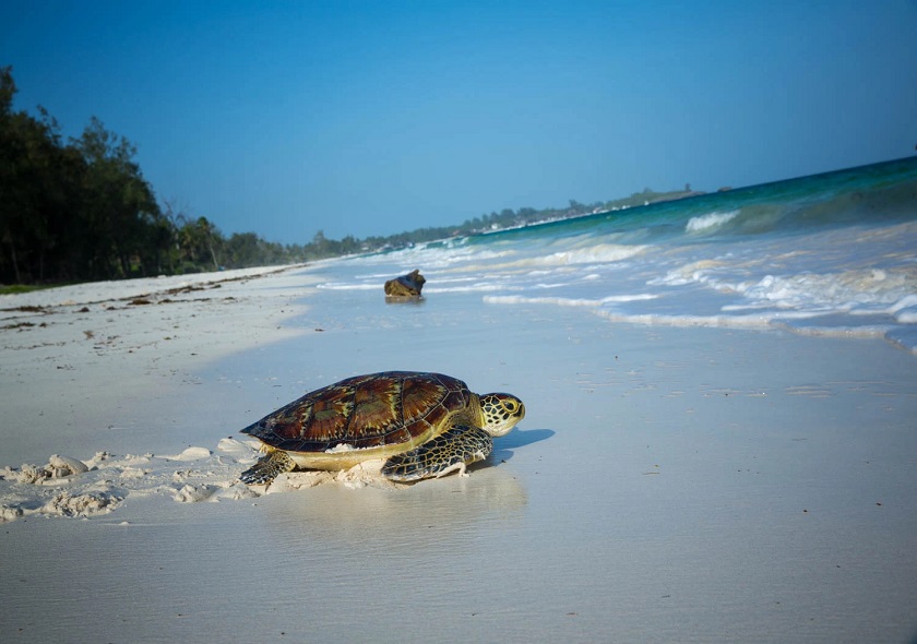 watamu6