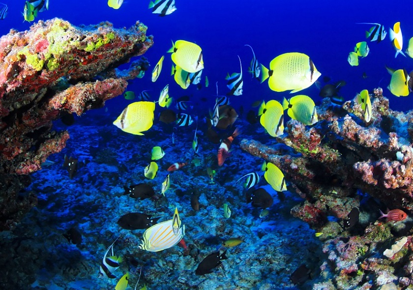 watamu7